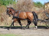 Rosengårdens Zackramento