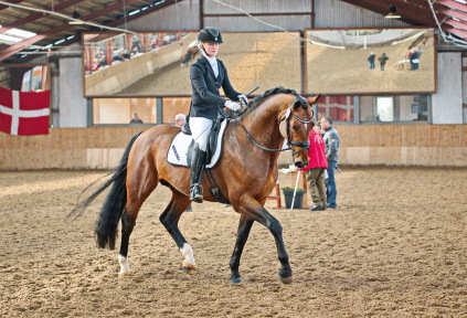 Rosengårdens Vilano OLH 866